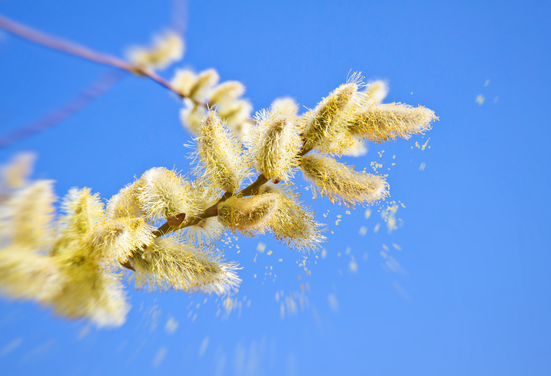 how-to-manage-pollen-season